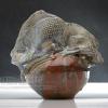 Ceramic glazed art piece studio product shot for ceramicist Joni Pevarnik